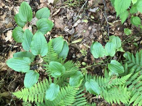 Smilax pulverulenta Michx. resmi