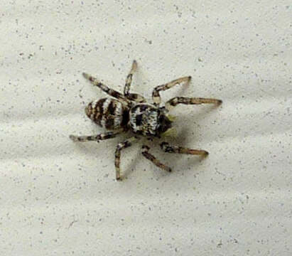 Image of Zebra spider