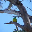 Image of Red-rumped Parrot