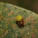 Image of Araneus viridiventris Yaginuma 1969