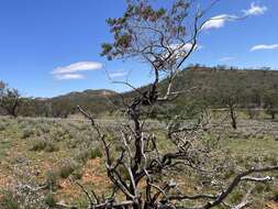 Imagem de Eremophila alternifolia R. Br.