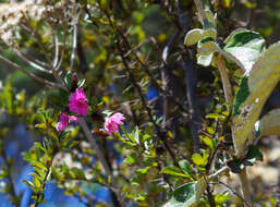 Image of Barnadesia arborea Kunth