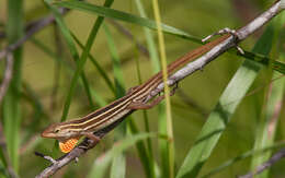 Image of Five-striped grass anole