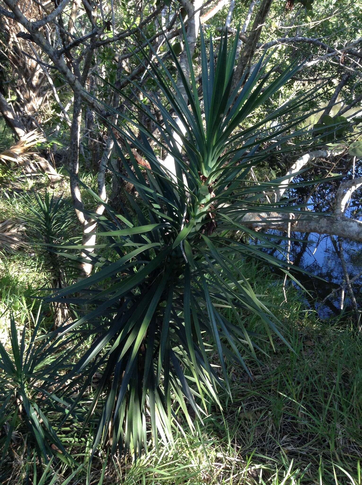 Image of Spanish bayonet