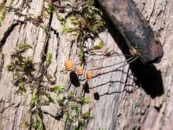 Marasmius graminum (Lib.) Berk. 1860的圖片