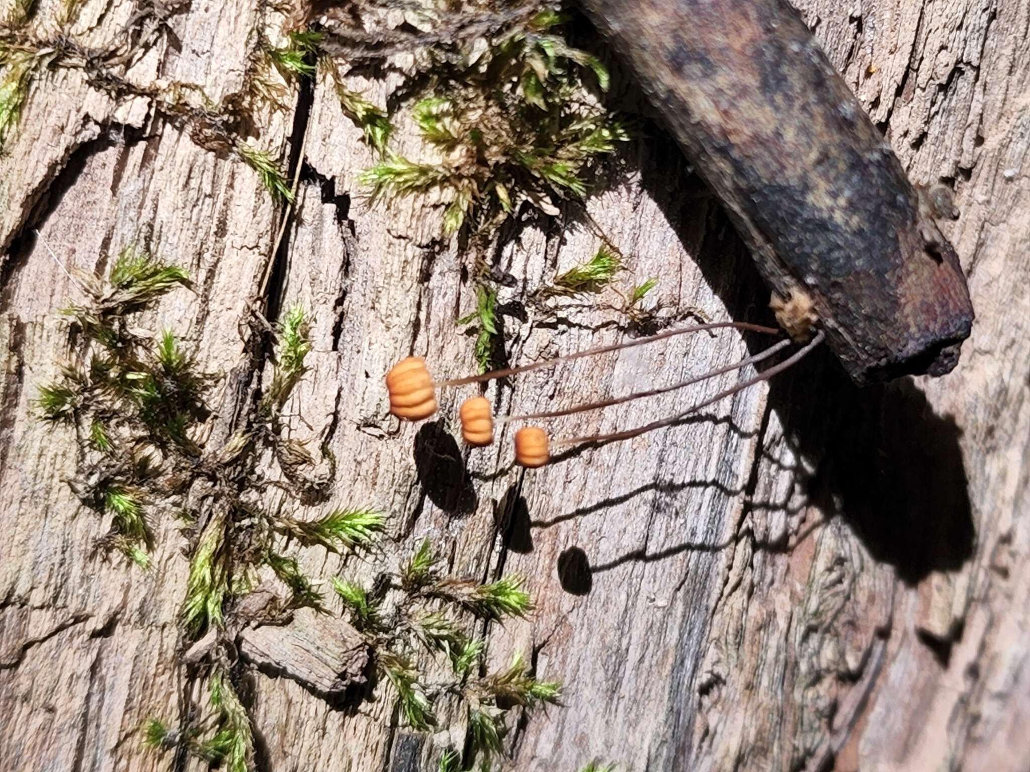 Marasmius graminum (Lib.) Berk. 1860 resmi