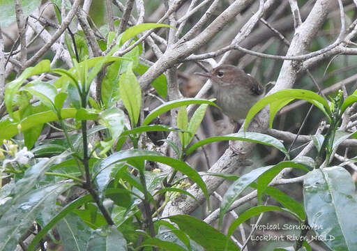 Image of Beccari's Scrubwren