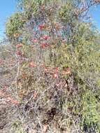 Plancia ëd Fernandoa madagascariensis (Baker) A. H Gentry