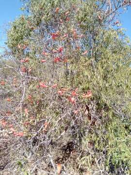 Plancia ëd Fernandoa madagascariensis (Baker) A. H Gentry