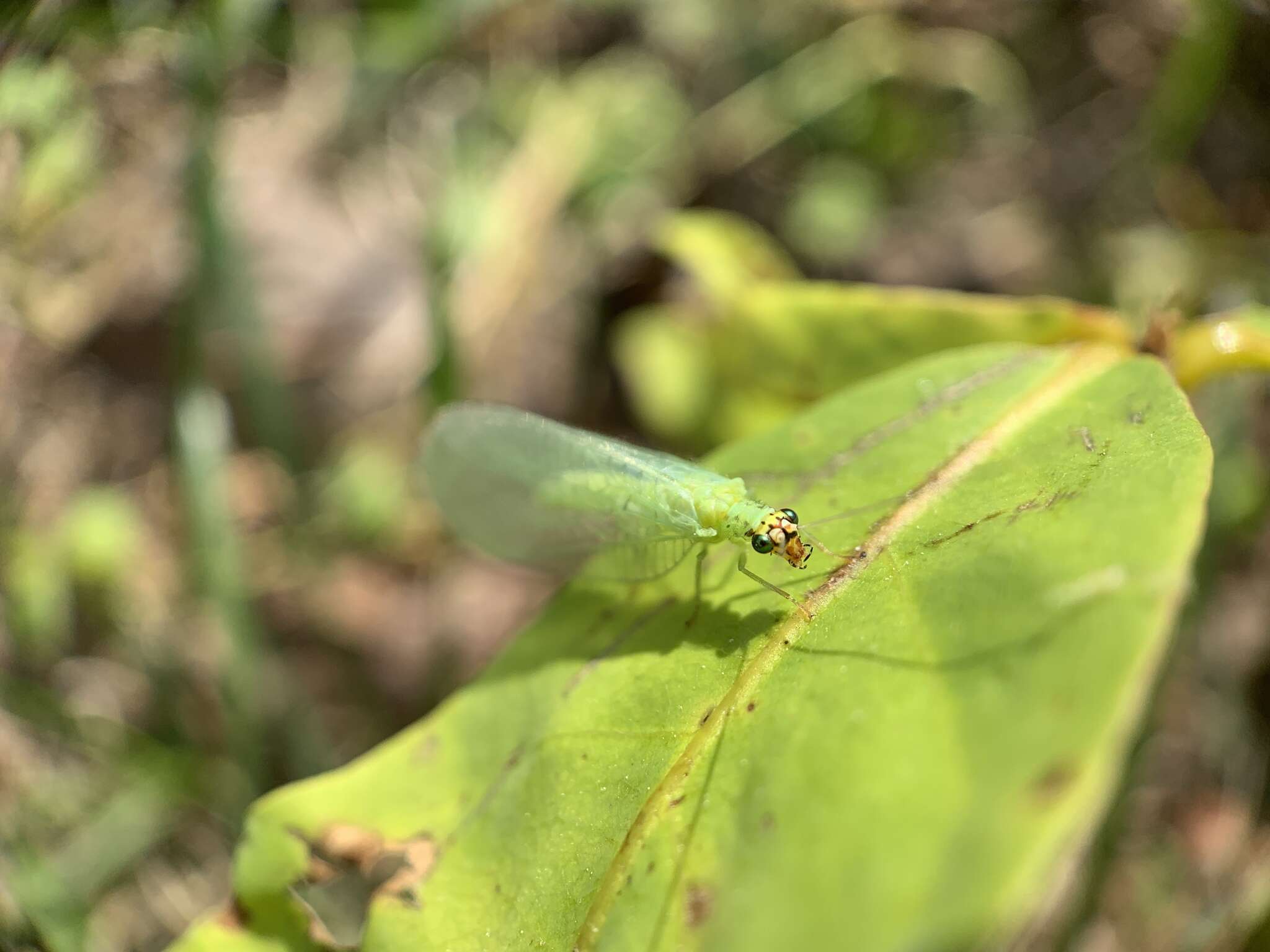 Image of Goldeneyed Lacewing