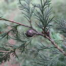 Image of Bentham cypress