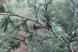 Image of Bentham cypress