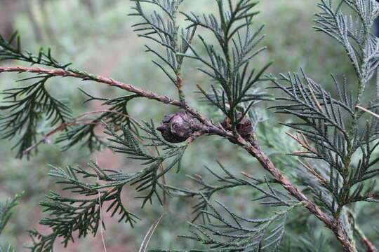 Imagem de Cupressus lusitanica var. benthamii (Endl.) Carrière