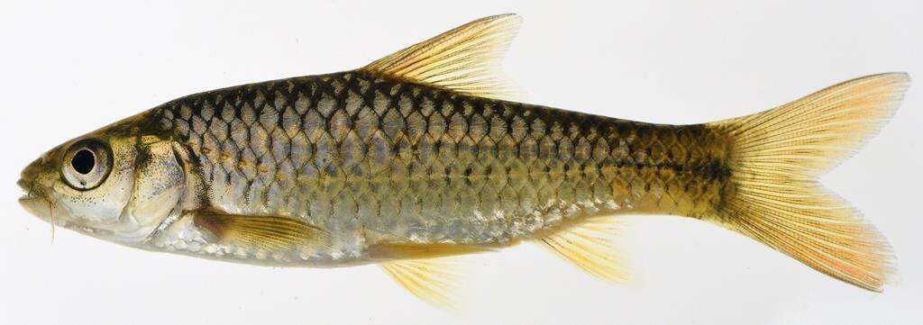 Image of Rosefin barb