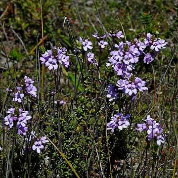 Imagem de Euphrasia collina subsp. collina