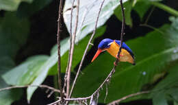 Image of Dimorphic Dwarf Kingfisher