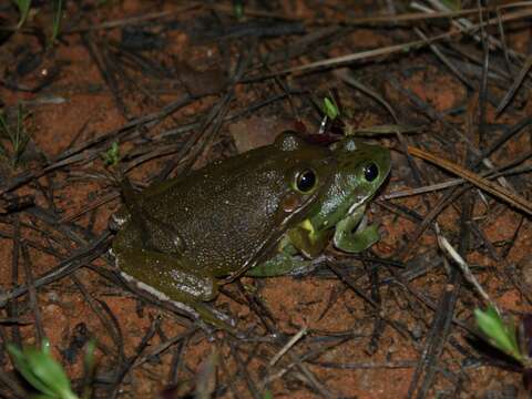 Image of Barking Treefrog