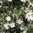 Imagem de Olearia brevipedunculata N. G. Walsh