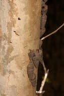 Image of truncated mangrove snail