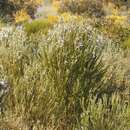 Image of Eremophila dichroantha Diels