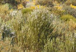 Image of Eremophila dichroantha Diels