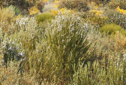 Image de Eremophila dichroantha Diels