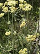 Image of parsnipflower buckwheat