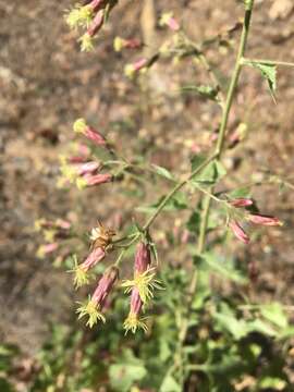 Image de Brickellia floribunda A. Gray