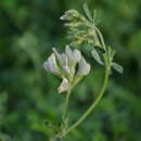 Image of Medicago gunibica Vassilcz.