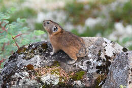 Image of Northern Pika