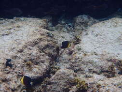 Image of Blackburn's Butterflyfish