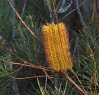 Imagem de Banksia spinulosa Sm.