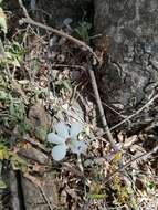 Image of Barleria robertsoniae I. Darbysh.