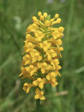 Image of Yellow fringeless orchid