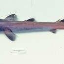 Image of Longsnout Dogfish