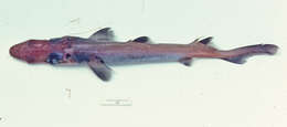 Image of Longsnout Dogfish