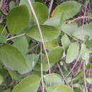 Image of Gymnosporia procumbens (L. fil.) Loes.