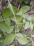 Image of Gymnosporia procumbens (L. fil.) Loes.