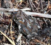 Image of Common Cape Toad; Sand Toad