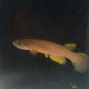 Image of Anablepsoides rubrolineatus (Fels & de Rham 1981)