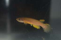 Image of Anablepsoides rubrolineatus (Fels & de Rham 1981)