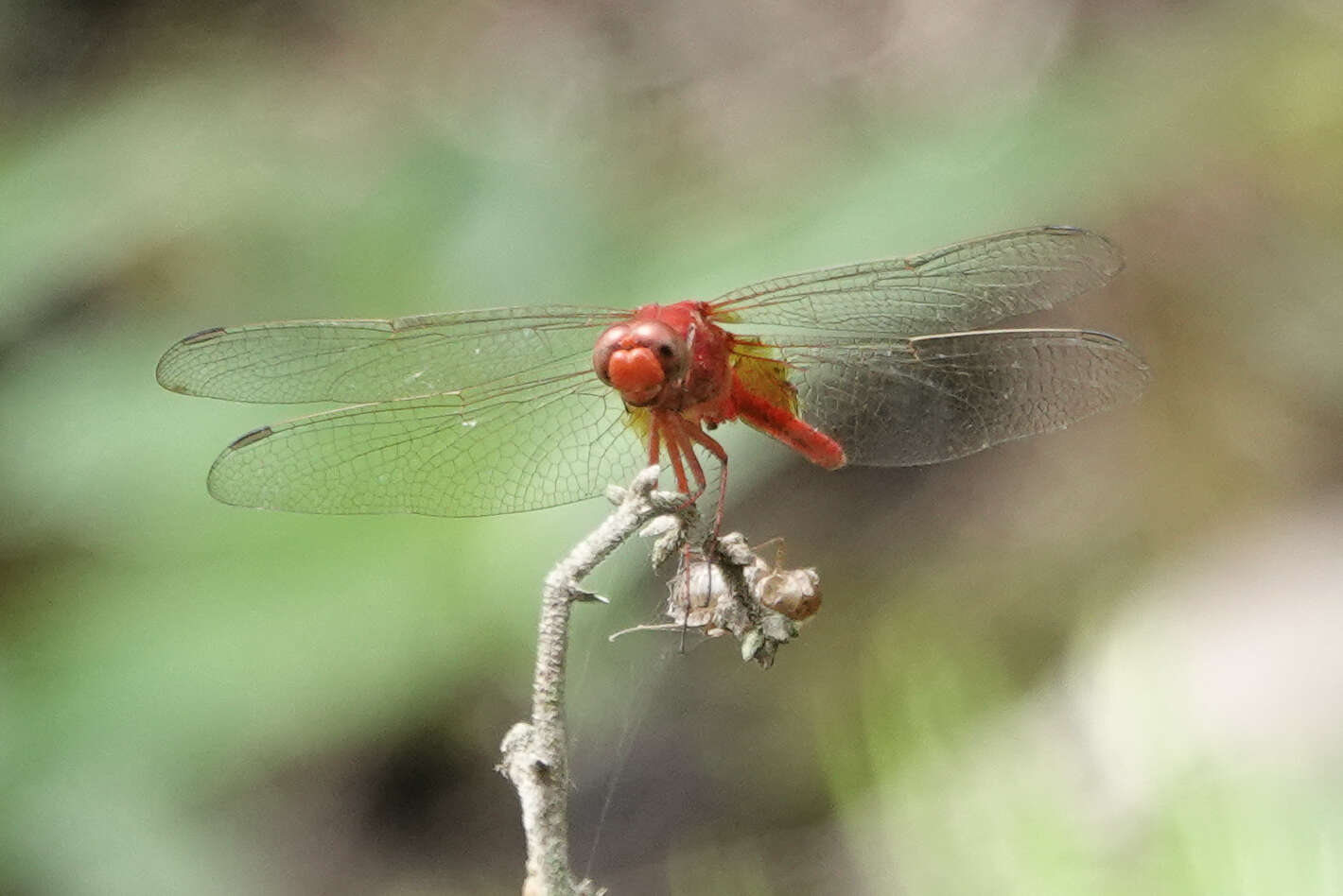 Image of Erythemis carmelita Williamson 1923