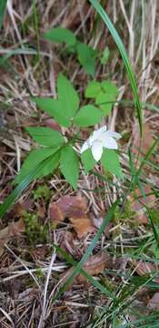 Image of Anemone trifolia subsp. trifolia