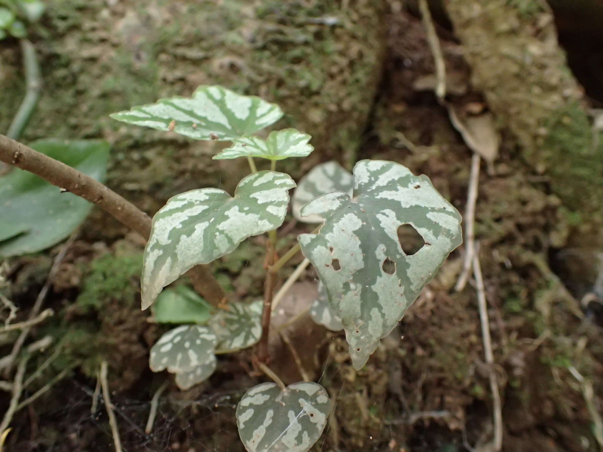 Слика од Begonia homonyma Steud.