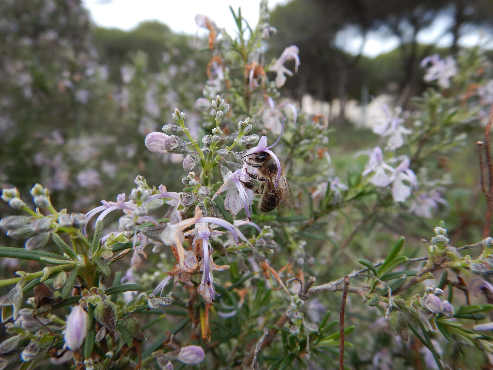 Image of Apis mellifera iberiensis Engel 1999