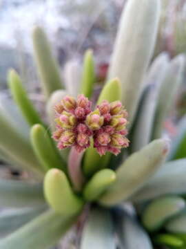 Image of Kalanchoe bitteri