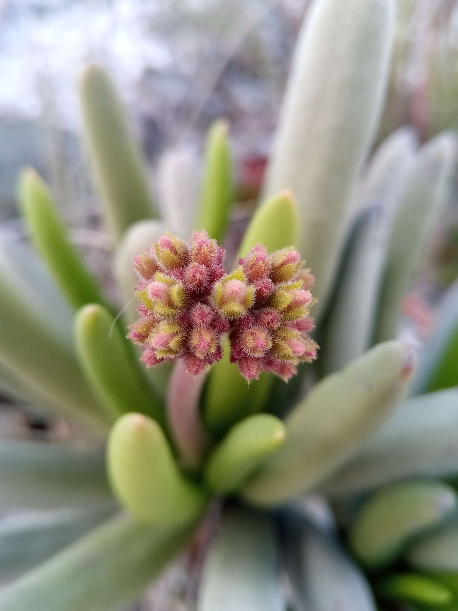 Image of Kalanchoe bitteri