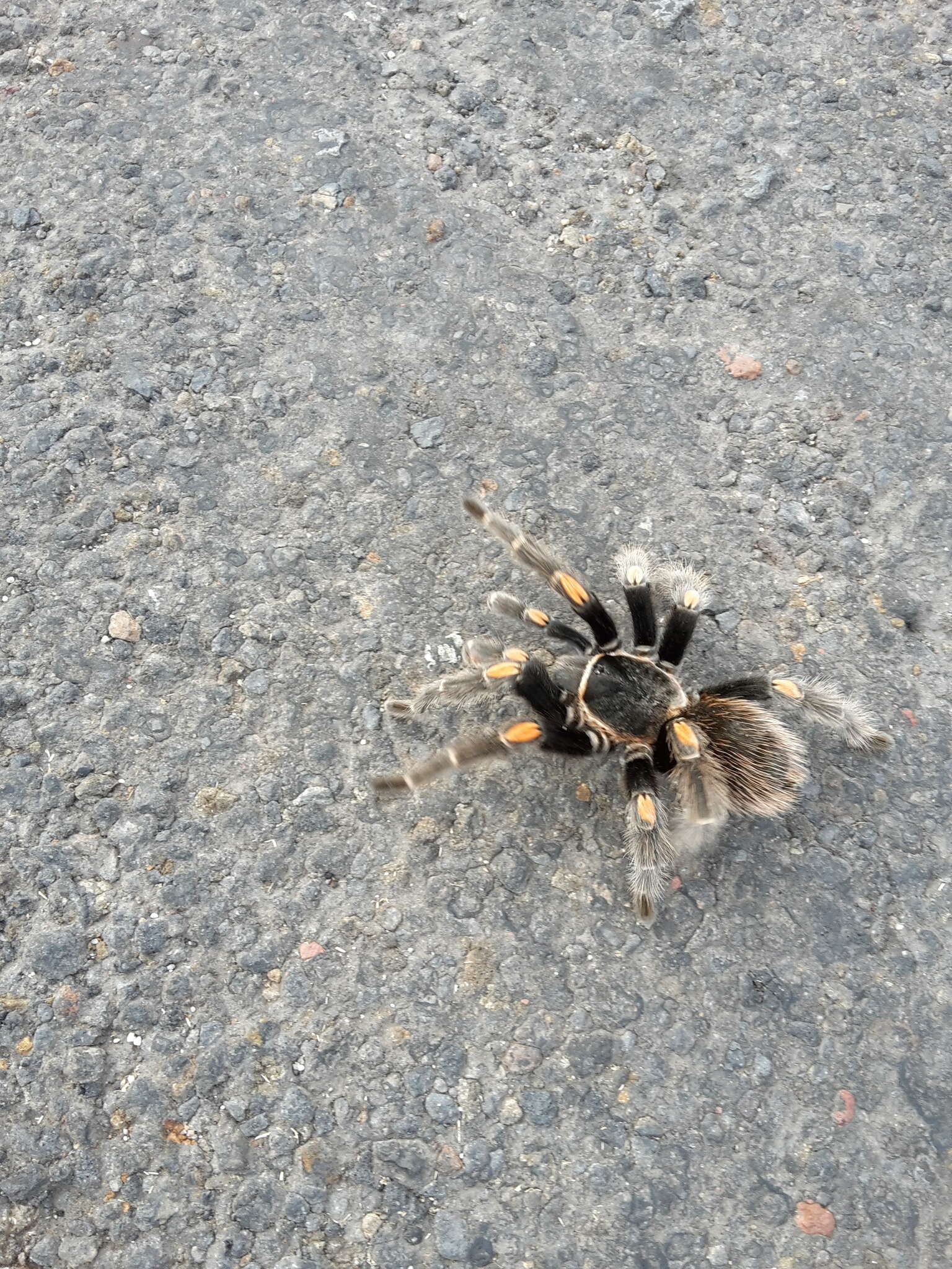 Image of Mexican flameknee tarantula