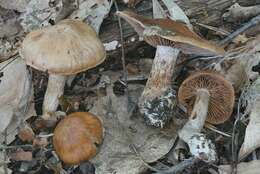 Image of Cortinarius malachius (Fr.) Fr. 1838