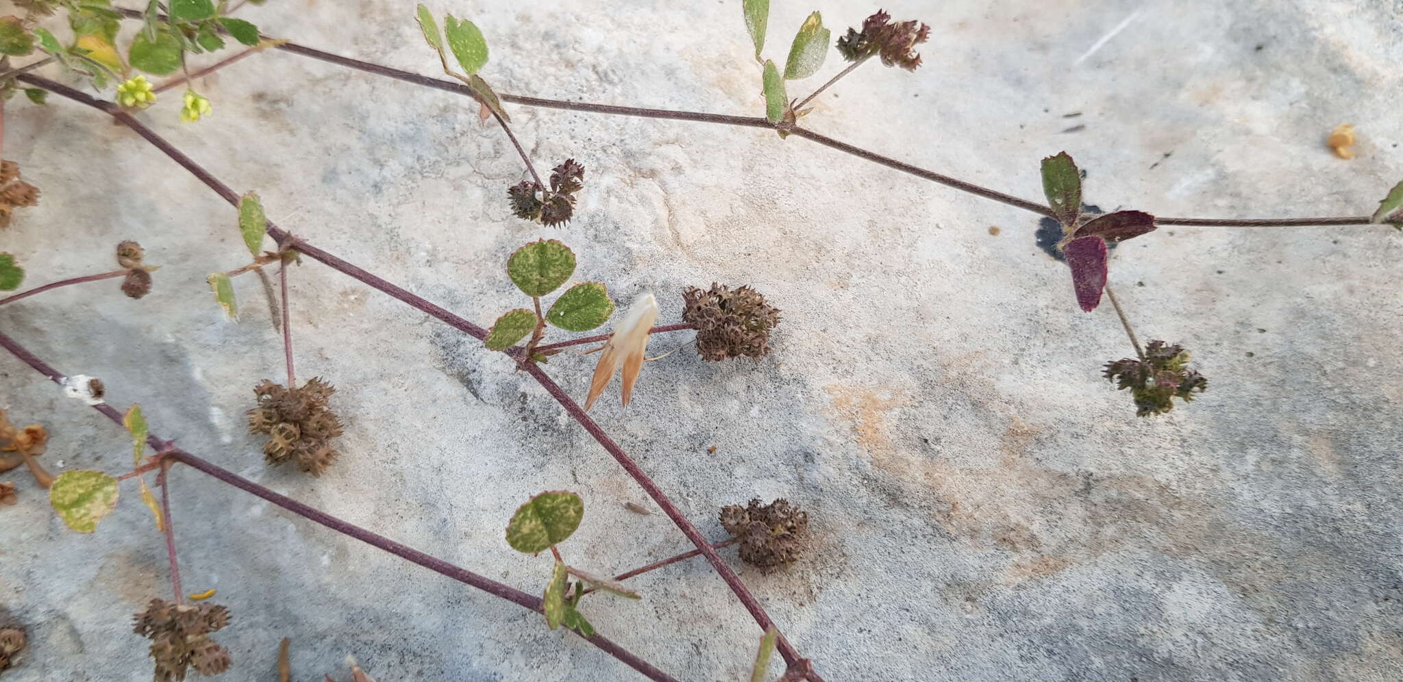 Слика од Medicago coronata (L.) Bartal.